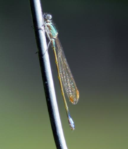 Ischnura elegans